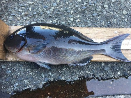 伊豆下田フィッシング 釣果