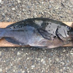 伊豆下田フィッシング 釣果