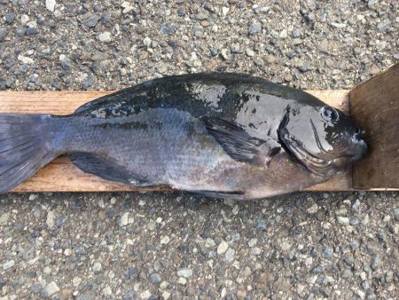 伊豆下田フィッシング 釣果