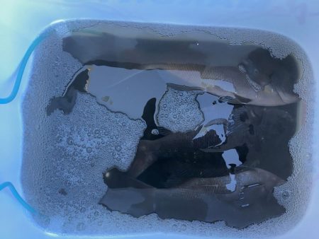 伊豆下田フィッシング 釣果