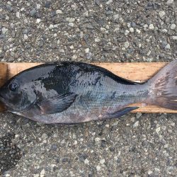 伊豆下田フィッシング 釣果