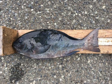 伊豆下田フィッシング 釣果