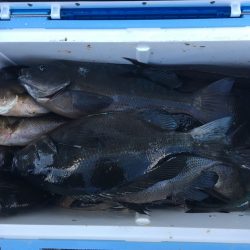 伊豆下田フィッシング 釣果