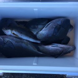 伊豆下田フィッシング 釣果