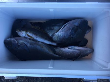 伊豆下田フィッシング 釣果