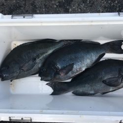 伊豆下田フィッシング 釣果