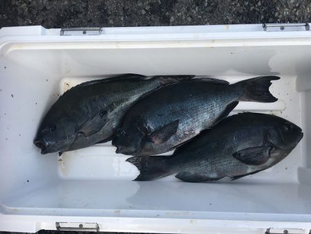 伊豆下田フィッシング 釣果