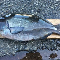 伊豆下田フィッシング 釣果