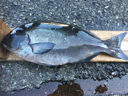 伊豆下田フィッシング 釣果