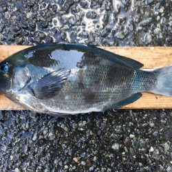 伊豆下田フィッシング 釣果