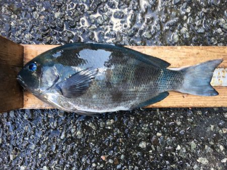 伊豆下田フィッシング 釣果