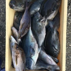 伊豆下田フィッシング 釣果