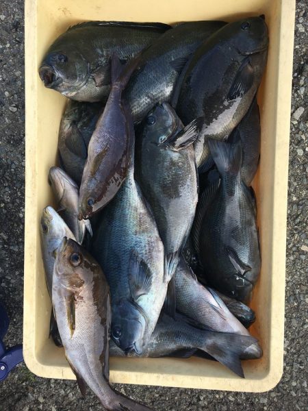 伊豆下田フィッシング 釣果