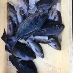 伊豆下田フィッシング 釣果