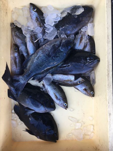 伊豆下田フィッシング 釣果