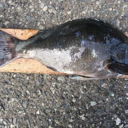 伊豆下田フィッシング 釣果