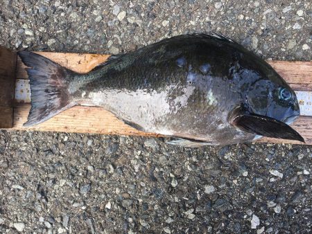 伊豆下田フィッシング 釣果