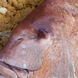 遊漁船 ニライカナイ 釣果