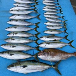 まるいち丸 ZERO-1 釣果