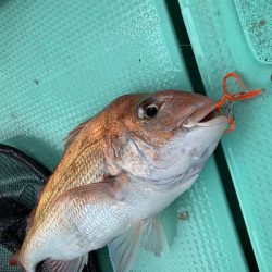 さんさん丸 釣果