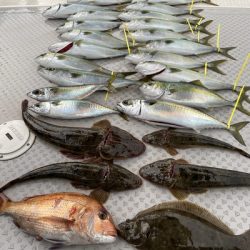 ミタチ丸 釣果