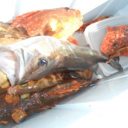 こうゆう丸 釣果