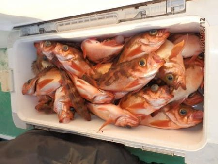 第二むつ漁丸 釣果