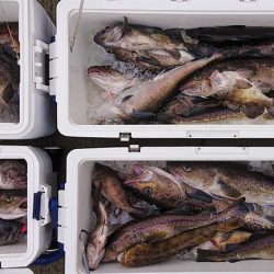 気仙沼　つり丸 釣果