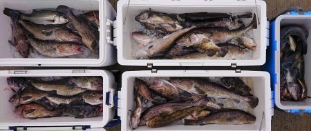 気仙沼　つり丸 釣果