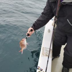 遊漁船 ニライカナイ 釣果