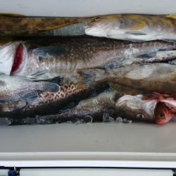 気仙沼　つり丸 釣果