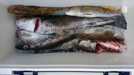 気仙沼　つり丸 釣果