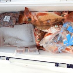 第二むつ漁丸 釣果