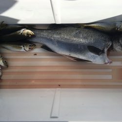 伊豆下田フィッシング 釣果