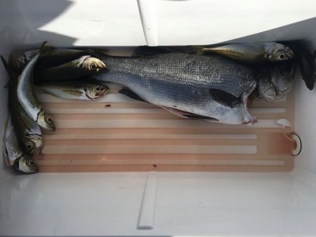 伊豆下田フィッシング 釣果