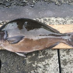 伊豆下田フィッシング 釣果