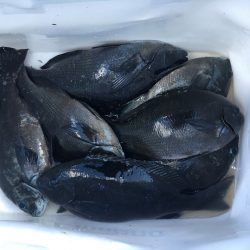 伊豆下田フィッシング 釣果