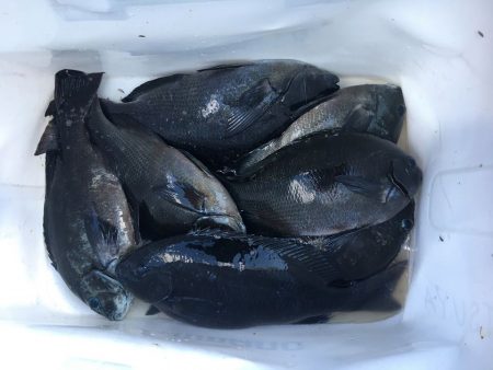 伊豆下田フィッシング 釣果