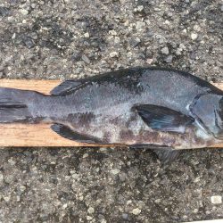 伊豆下田フィッシング 釣果