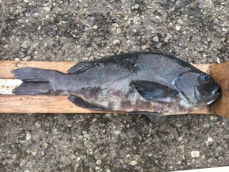 伊豆下田フィッシング 釣果