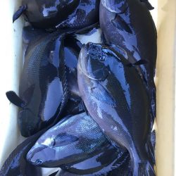 伊豆下田フィッシング 釣果