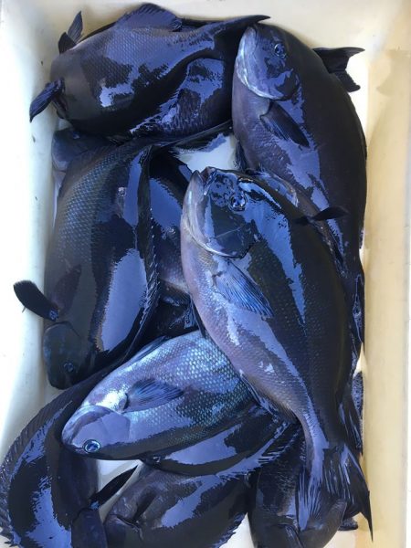 伊豆下田フィッシング 釣果