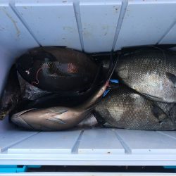 伊豆下田フィッシング 釣果