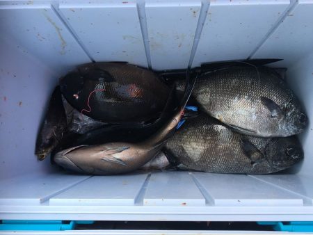 伊豆下田フィッシング 釣果