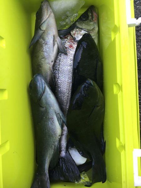 伊豆下田フィッシング 釣果