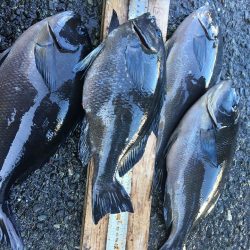 伊豆下田フィッシング 釣果