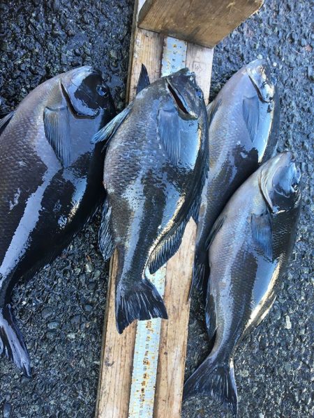 伊豆下田フィッシング 釣果