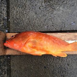 伊豆下田フィッシング 釣果