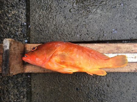 伊豆下田フィッシング 釣果