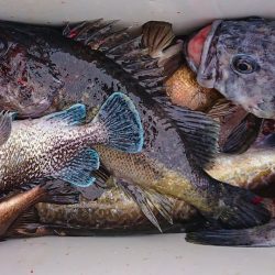 気仙沼　つり丸 釣果